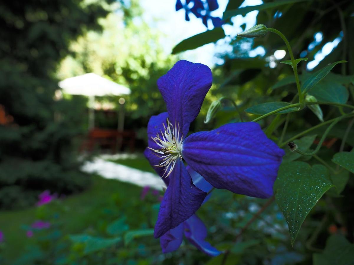 Casa Camelia Hotell Sovata Exteriör bild